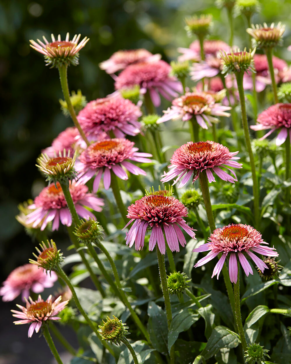 Echinacea 'Butterfly Kisses' bare roots — Buy pink coneflowers online