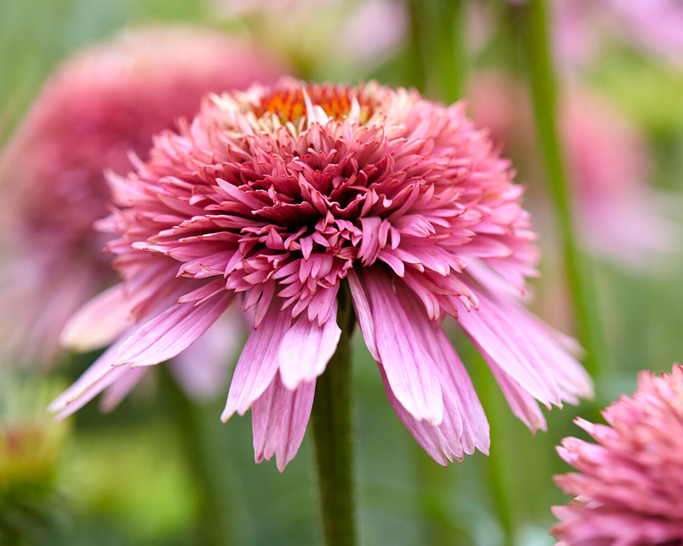 Echinacea 'Butterfly Kisses'