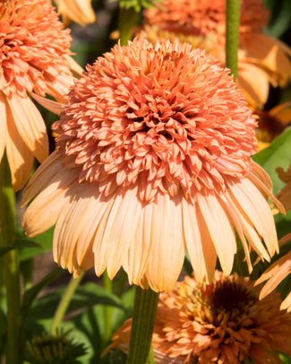 Echinacea 'Supreme Cantaloupe'