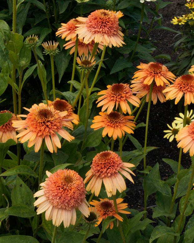 Echinacea 'Supreme Cantaloupe'