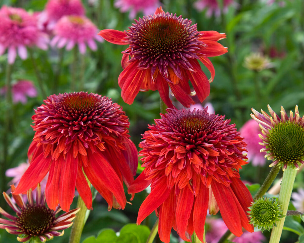 Echinacea 'Eccentric'