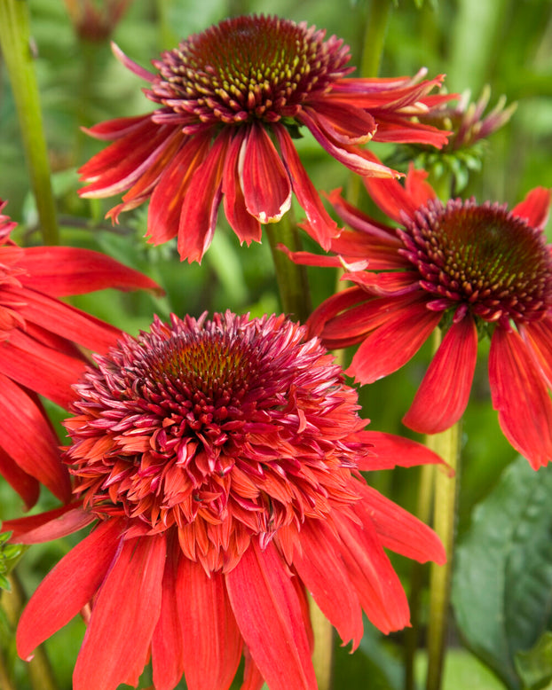 Echinacea 'Eccentric'