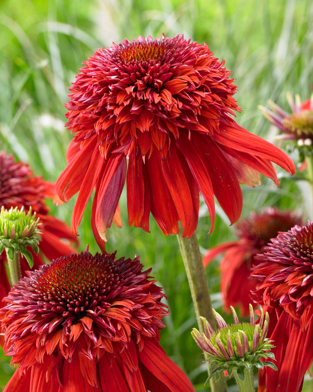 Echinacea 'Eccentric'