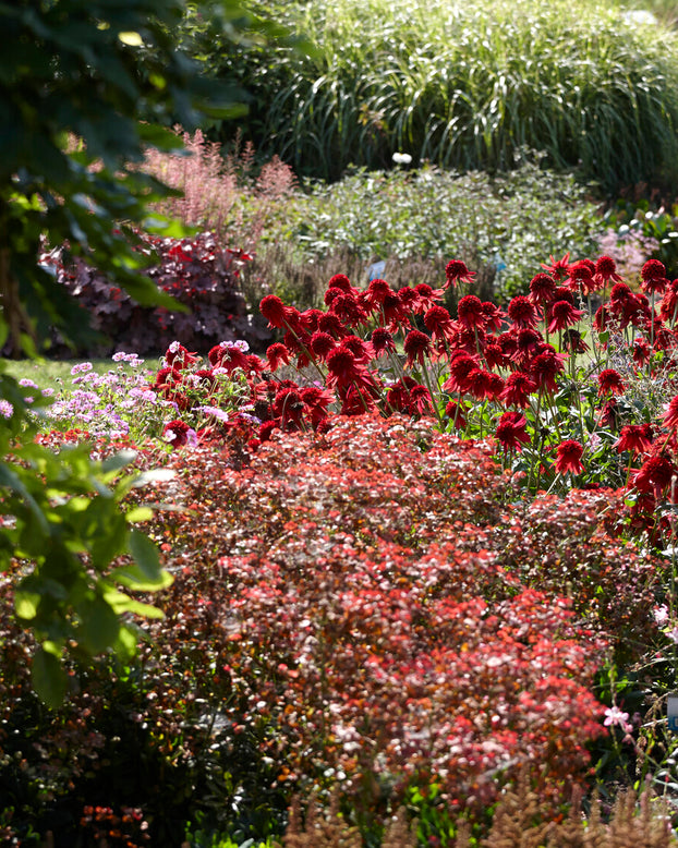 Echinacea 'Eccentric'