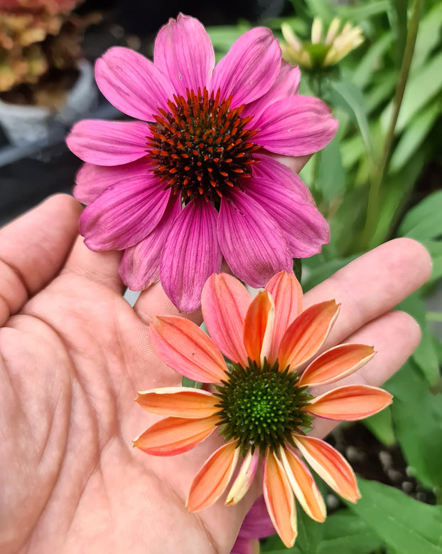 Echinacea 'Evolution Colorific'