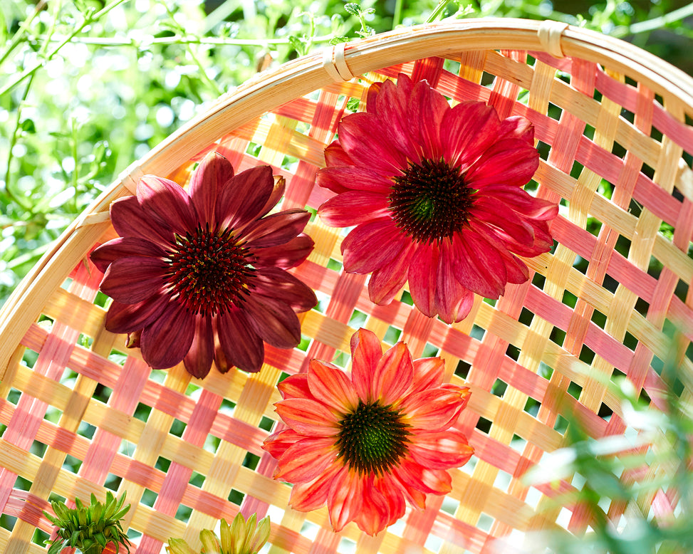 Echinacea 'Evolution Colorific'