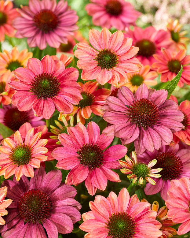 Echinacea 'Evolution Colorific'