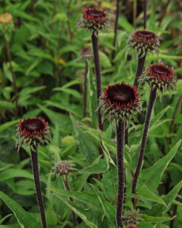 Echinacea 'Fatal Attraction'