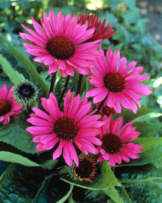 Echinacea 'Fatal Attraction'