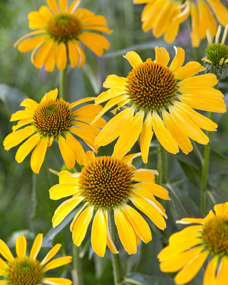 Echinacea 'Golden Skipper'