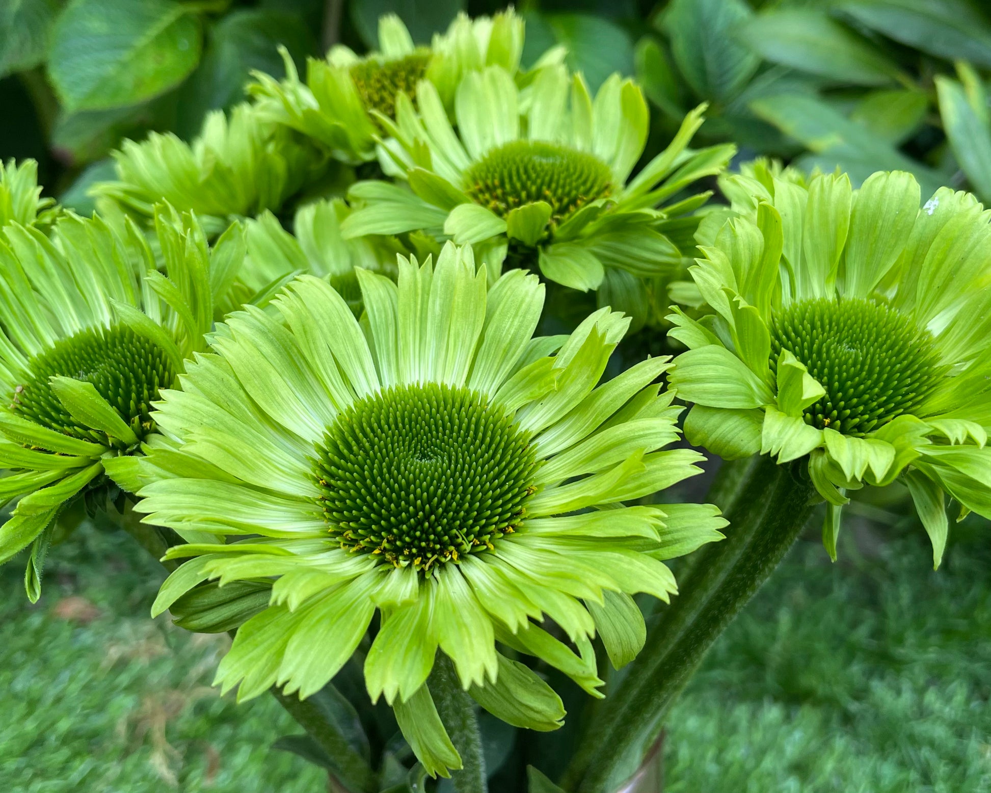 Echinacea purpurea 'Green Jewel' bare roots — Buy green 'Coneflowers