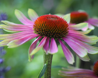 Echinacea 'Green Twister'