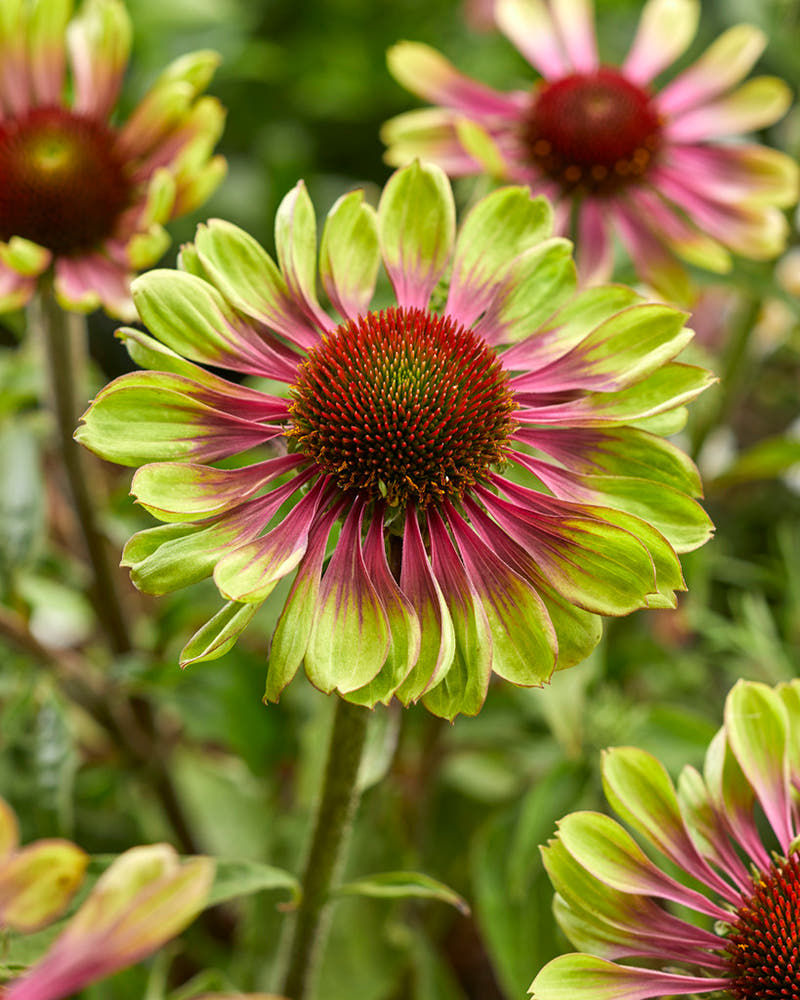 Echinacea 'Green Twister'