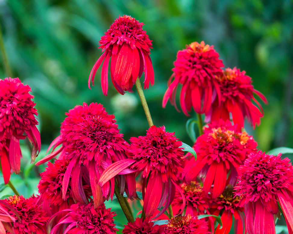 Echinacea 'Hot Papaya'