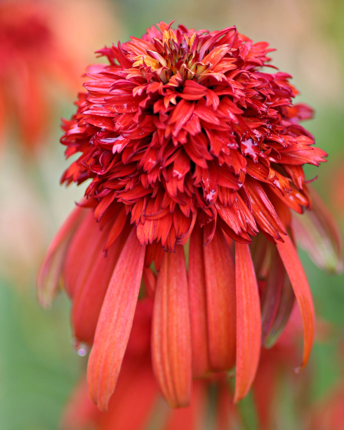 Echinacea 'Hot Papaya'