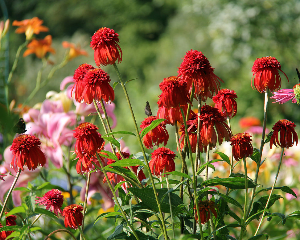 Echinacea 'Hot Papaya'