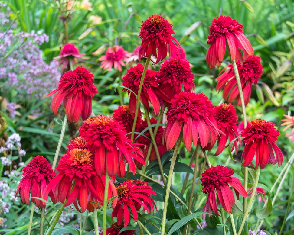 Echinacea 'Hot Papaya'