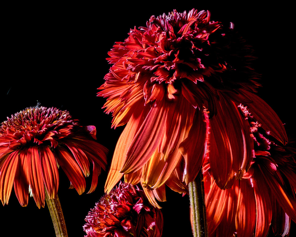Echinacea 'Hot Papaya'