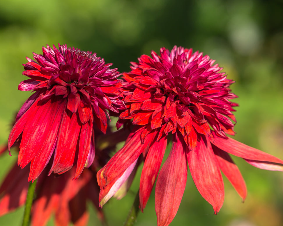 Echinacea 'Hot Papaya'