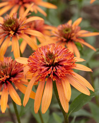 Echinacea 'Irresistible'