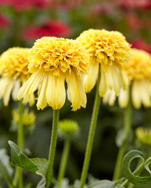 Echinacea 'Lemon Drop'