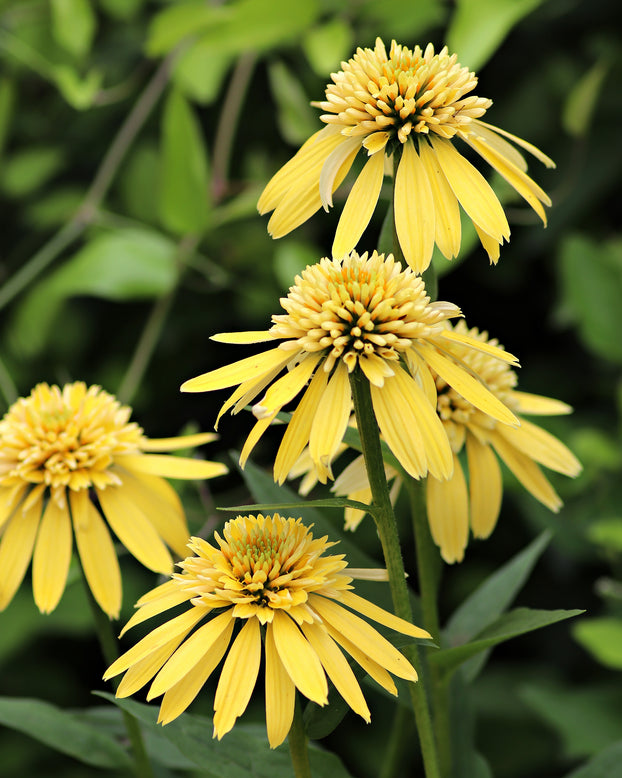 Echinacea 'Lemon Drop'