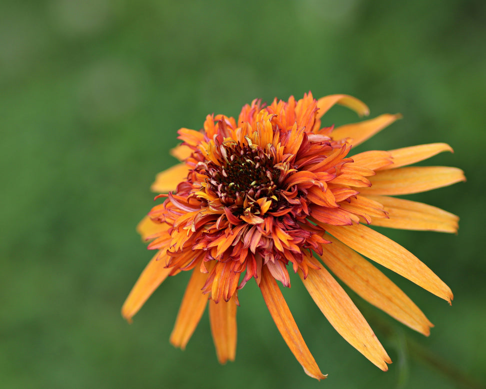 Echinacea 'Marmalade'