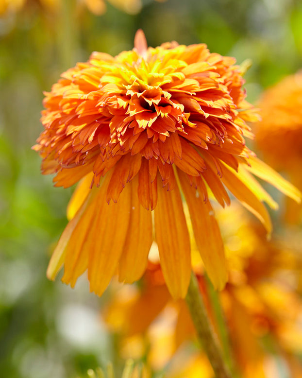 Echinacea 'Marmalade'