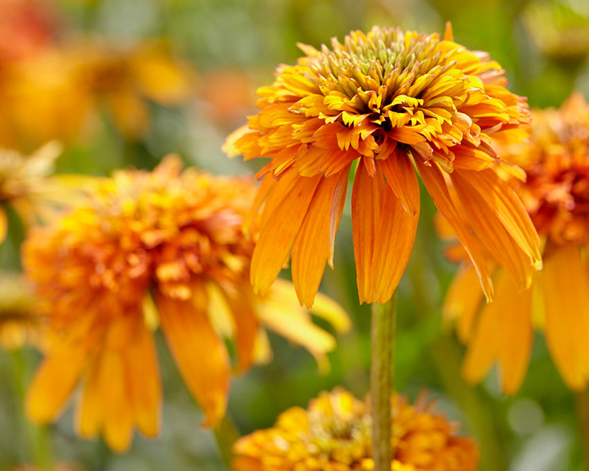 Echinacea 'Marmalade'