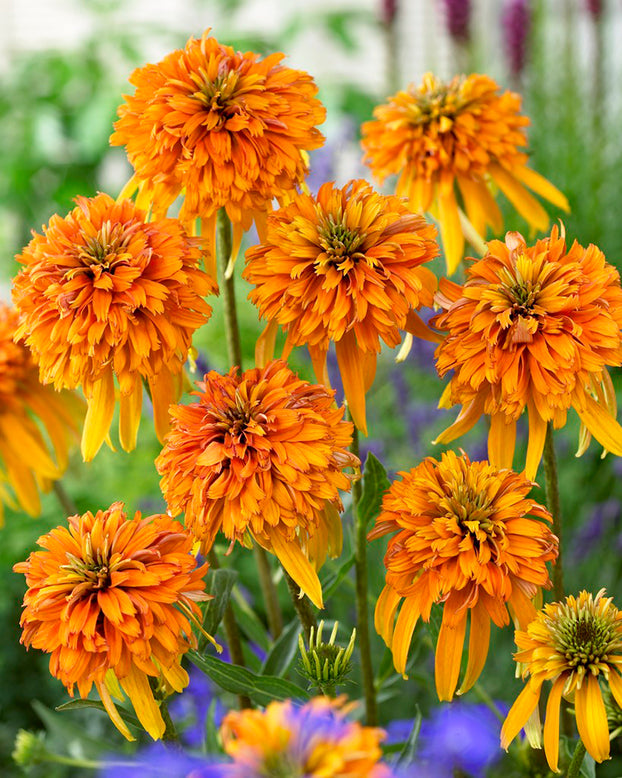 Echinacea 'Marmalade'