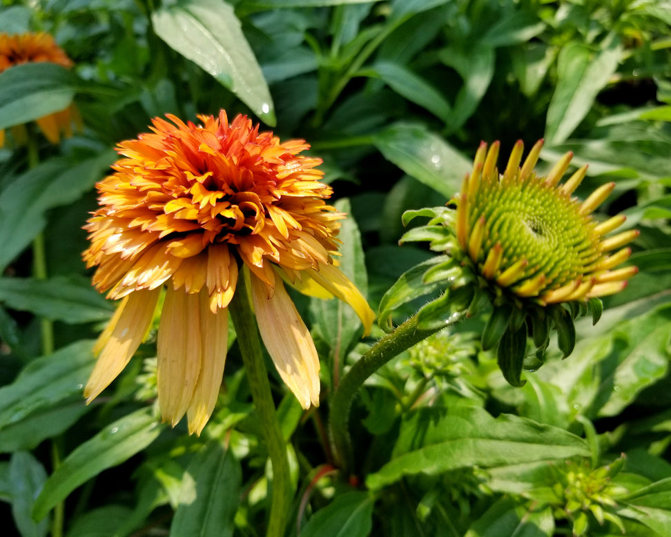 Echinacea 'Marmalade'