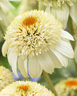 Echinacea 'Milkshake'