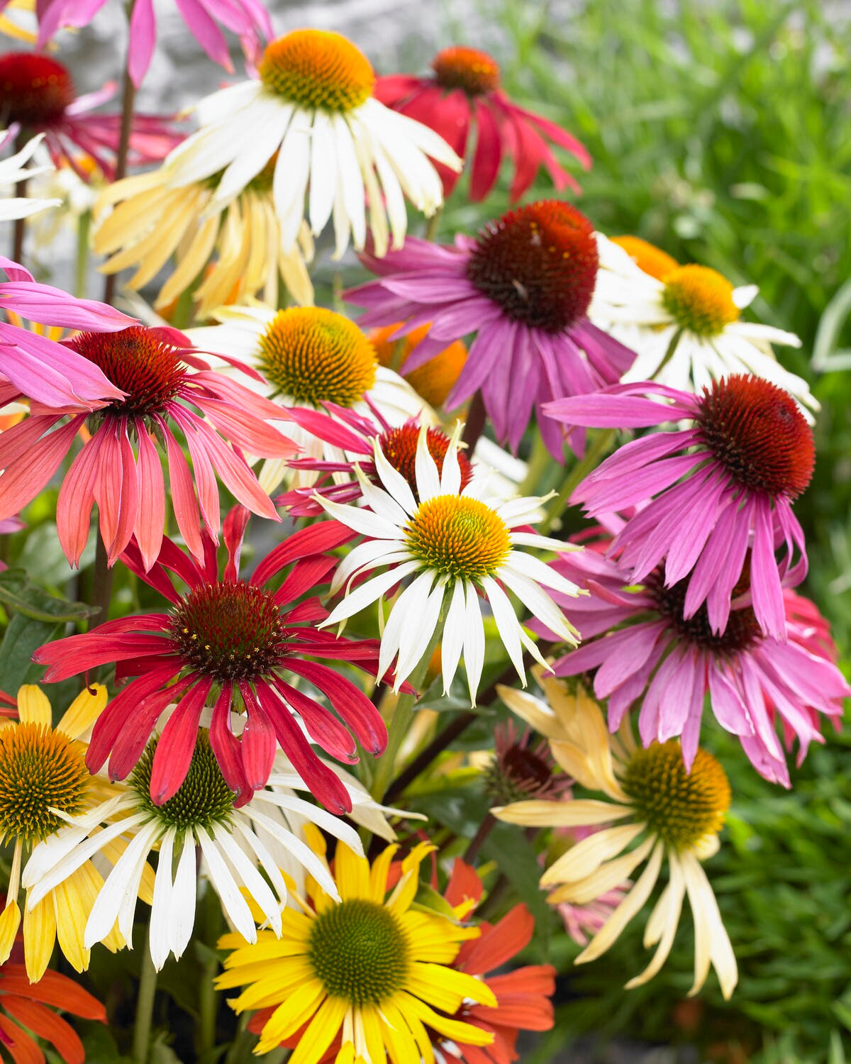 Echinacea 'Papillon Mix'