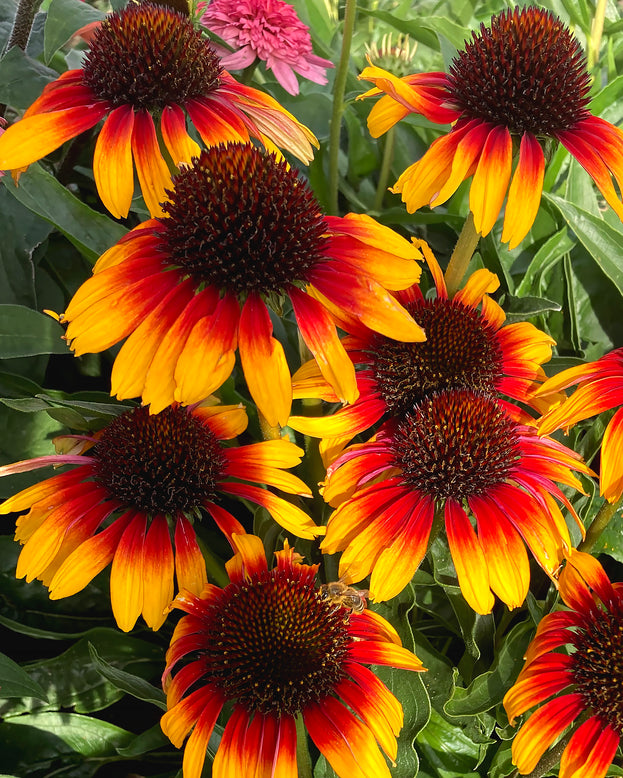 Echinacea 'Parrot'