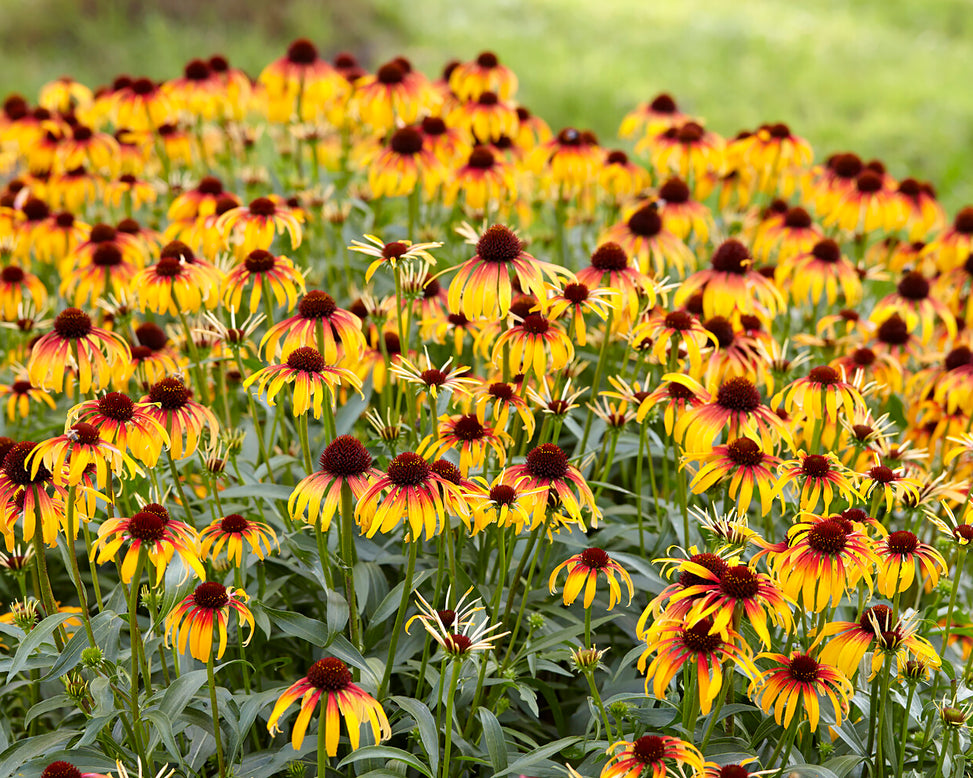 Echinacea 'Parrot'