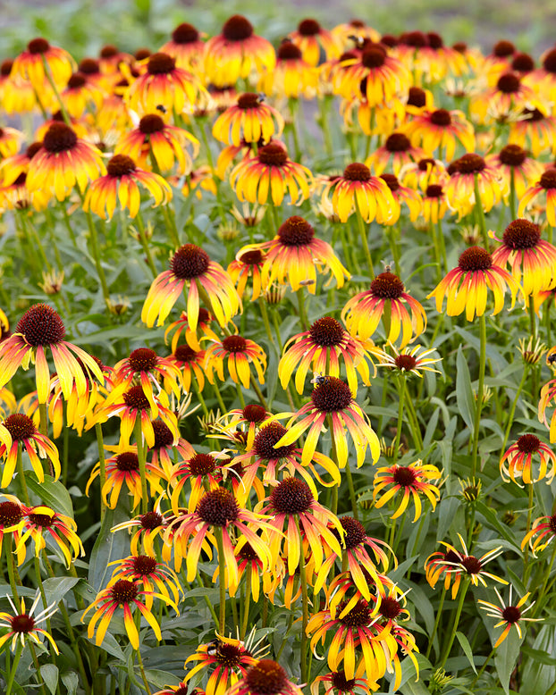 Echinacea 'Parrot'