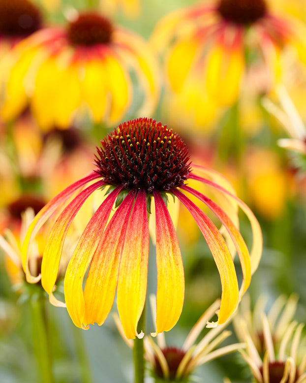 Echinacea 'Parrot'