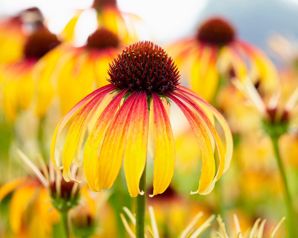 Echinacea 'Parrot'