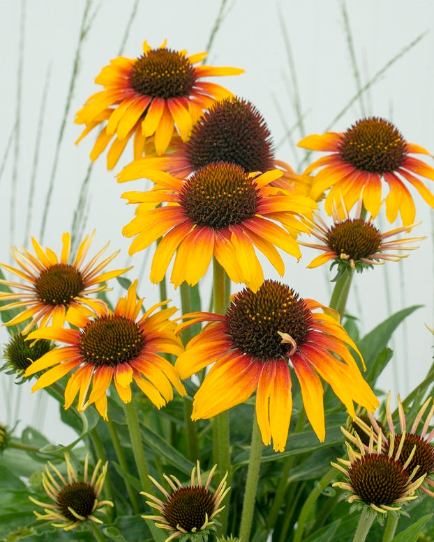 Echinacea 'Parrot'