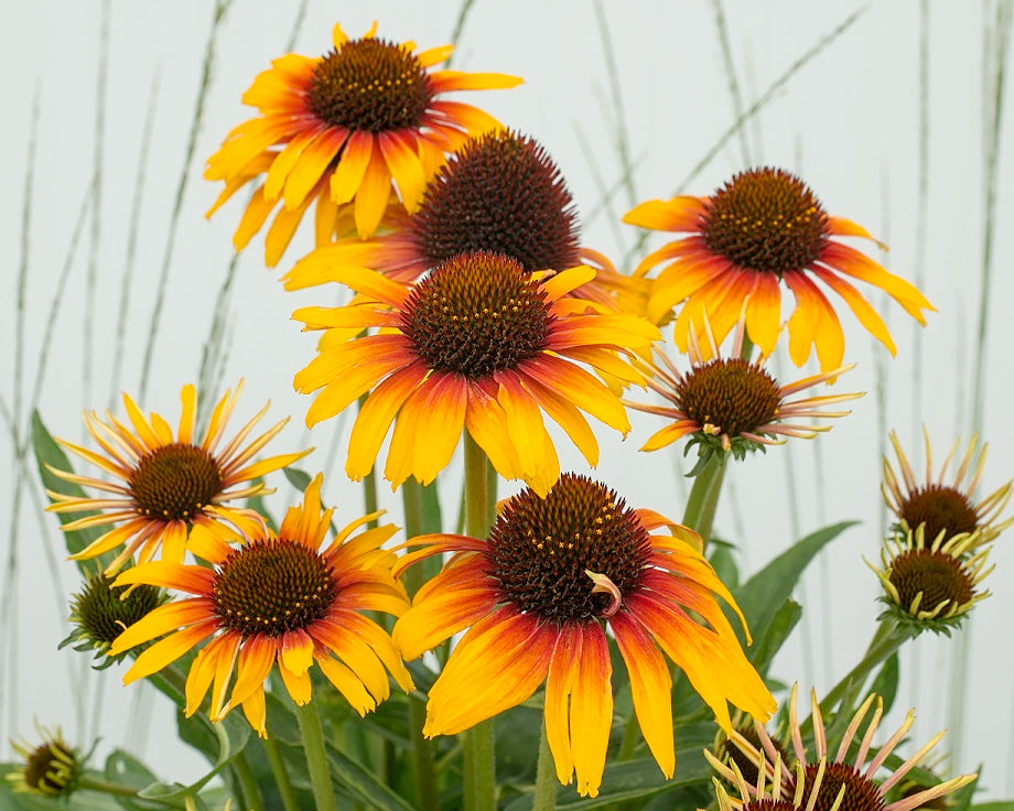 Echinacea 'Parrot'