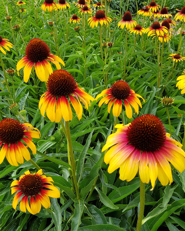 Echinacea 'Parrot'