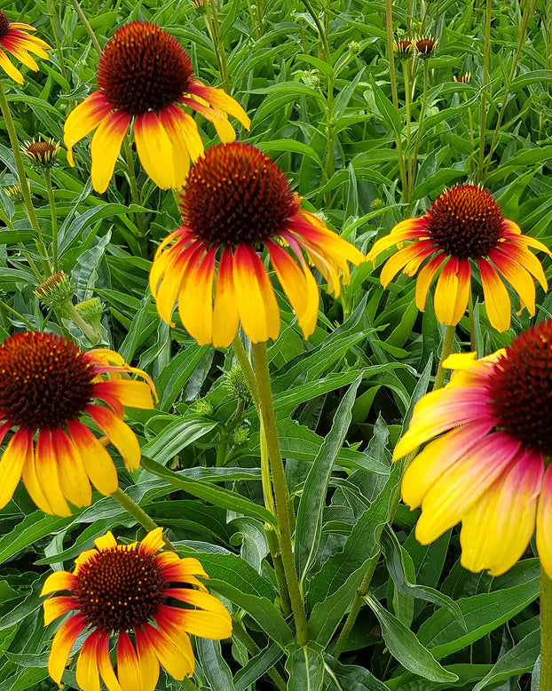 Echinacea 'Parrot'