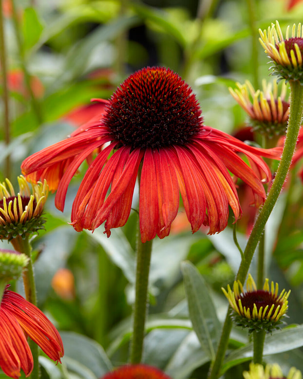 Echinacea 'Postman'