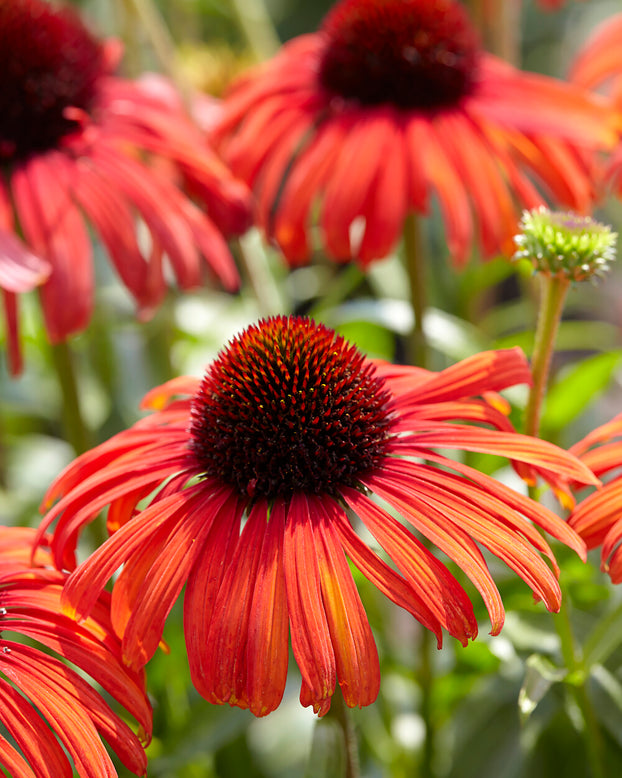 Echinacea 'Postman'