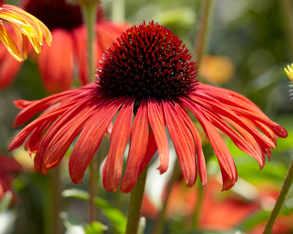 Echinacea 'Postman'