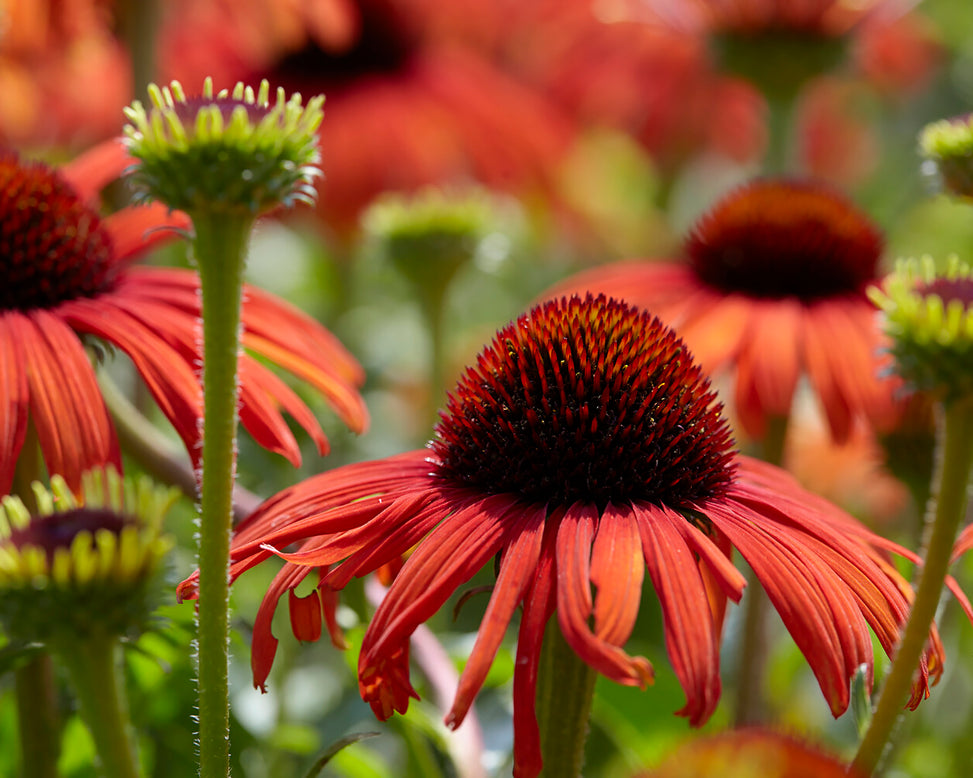 Echinacea 'Postman'