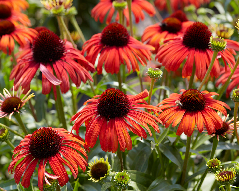Echinacea 'Postman'