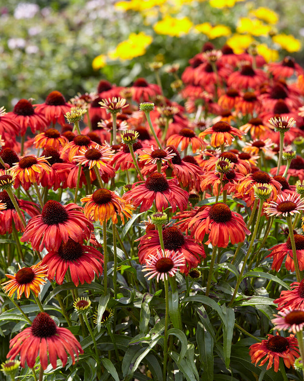 Echinacea 'Postman'