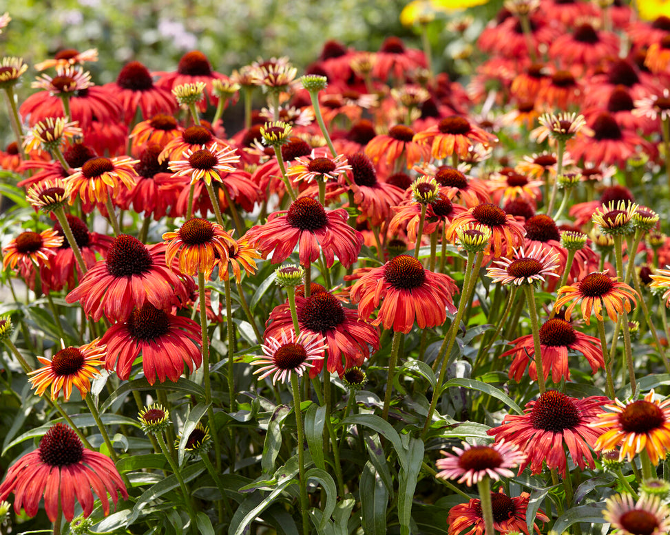 Echinacea 'Postman'
