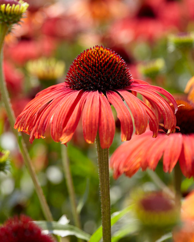 Echinacea 'Postman'